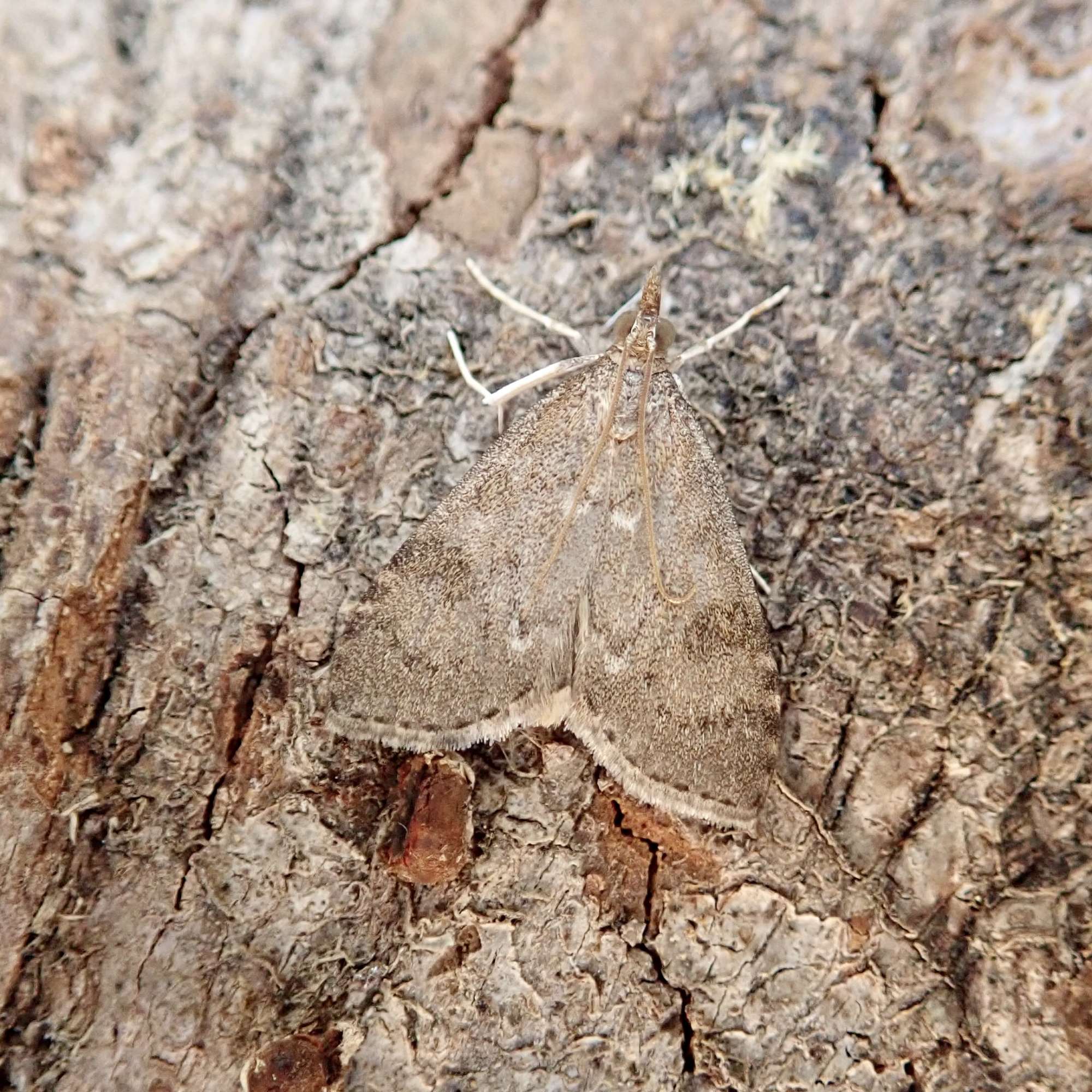 Dusky Pearl (Udea prunalis) photographed in Somerset by Sue Davies