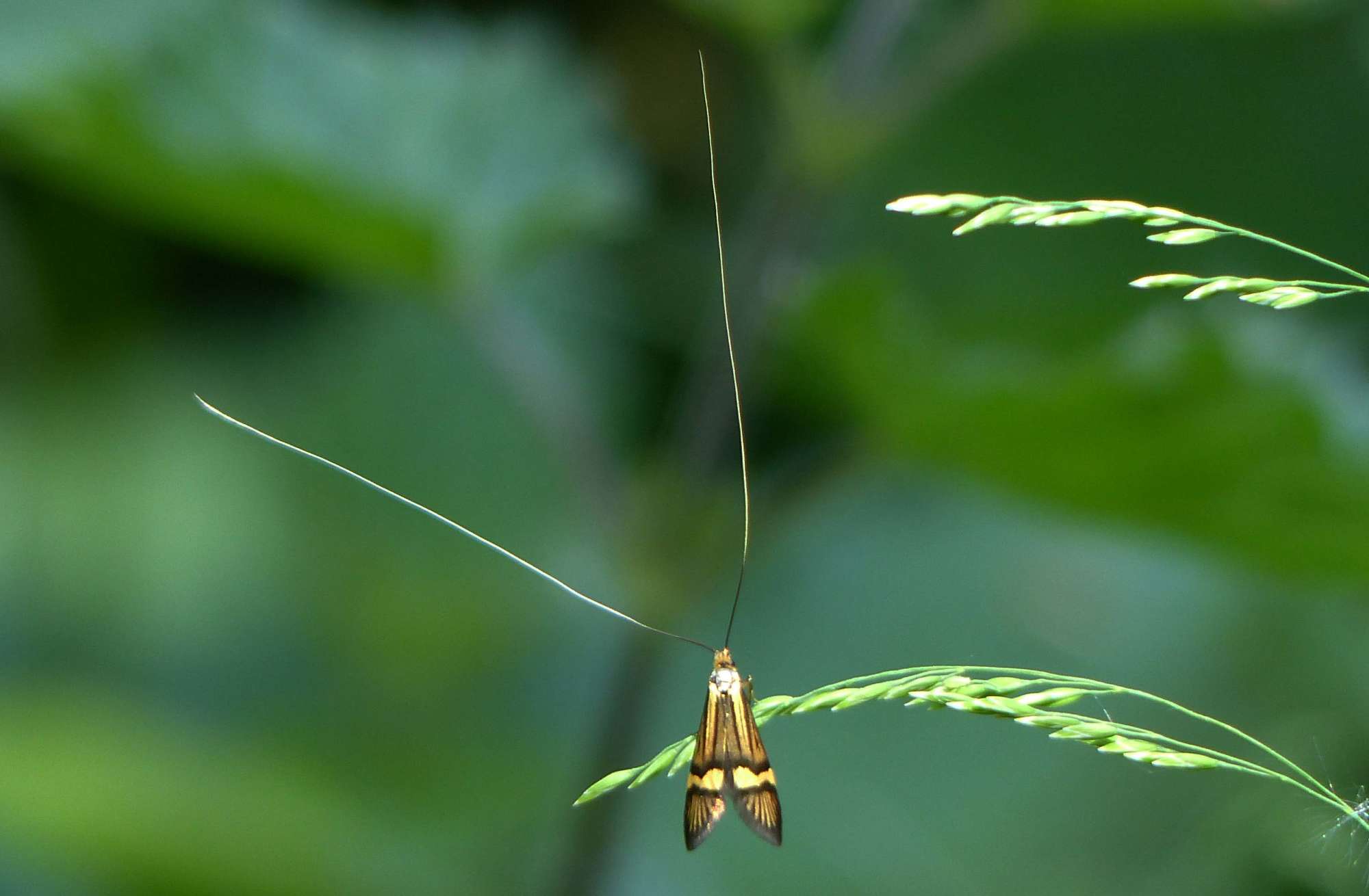 Yellow-barred Long-horn (Nemophora degeerella) photographed in Somerset by Jenny Vickers