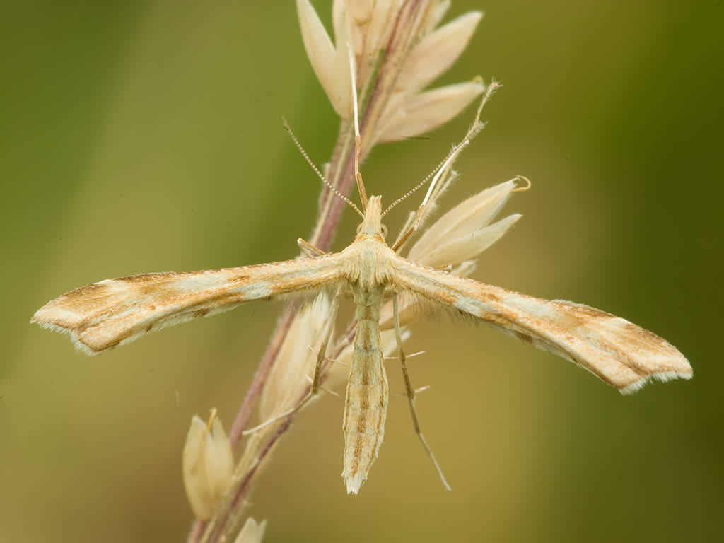 Yarrow Plume (Gillmeria pallidactyla) photographed in Somerset by John Bebbington