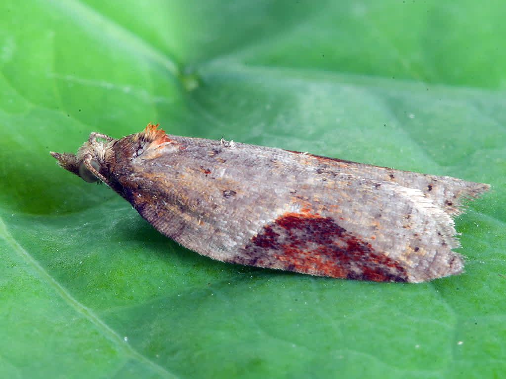 Dark-triangle Button (Acleris laterana) photographed in Somerset by John Bebbington