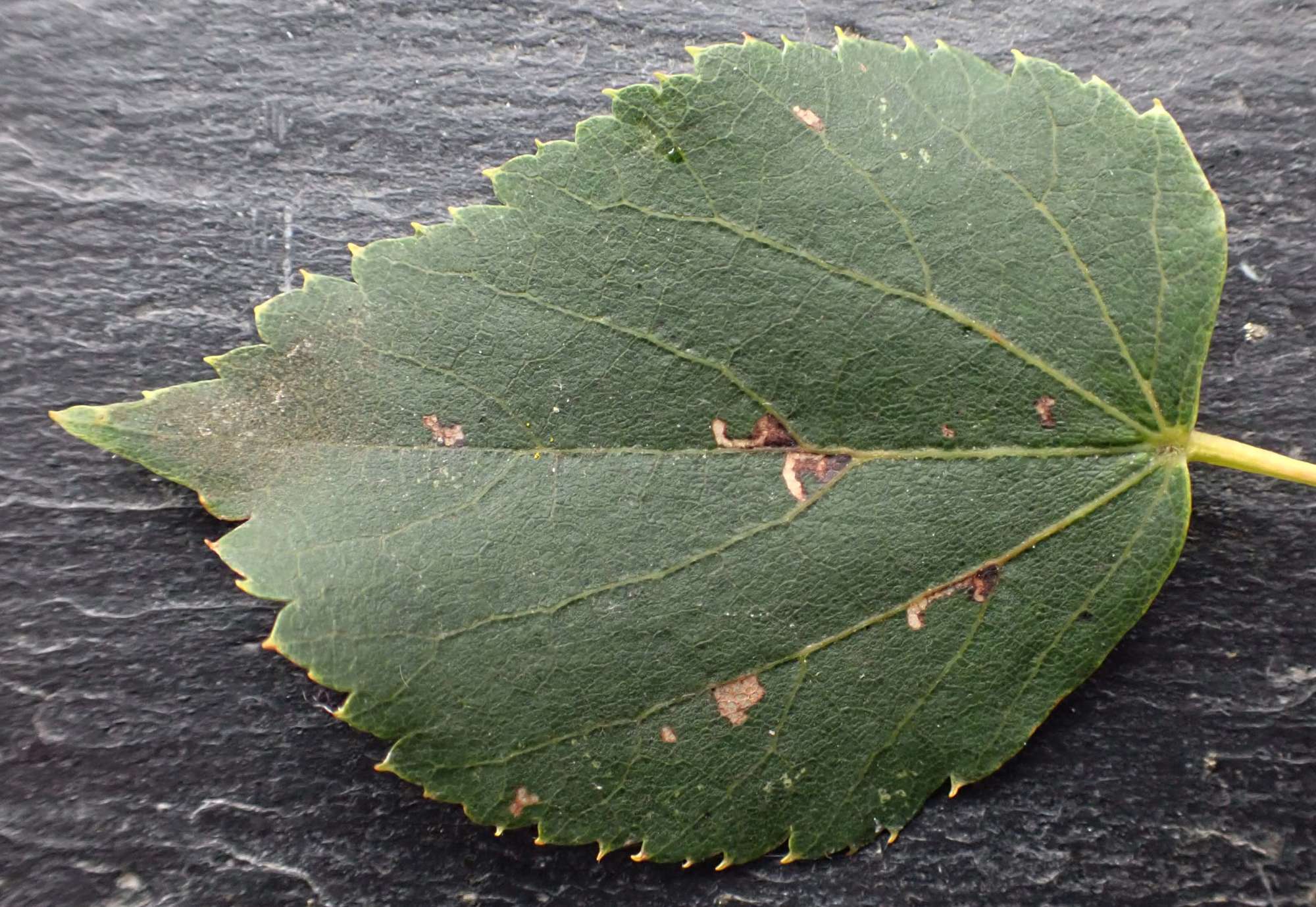 Lime Bent-wing (Bucculatrix thoracella) photographed in Somerset by Jenny Vickers