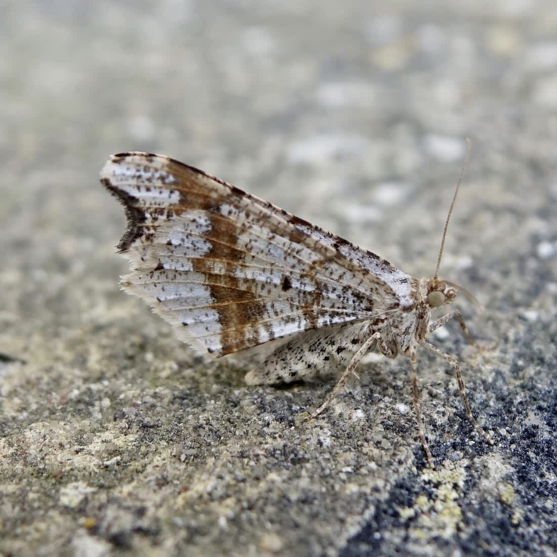 Sharp-angled Peacock (Macaria alternata) photographed in Somerset by Sue Davies