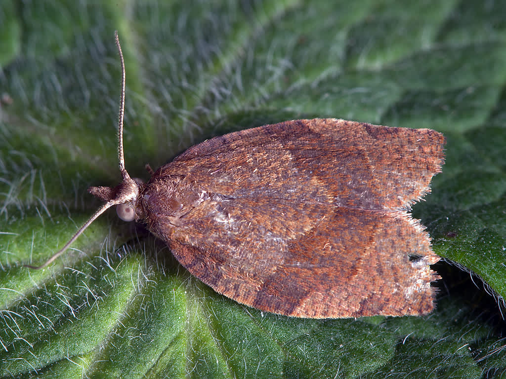 Dark Fruit-tree Tortrix (Pandemis heparana) photographed in Somerset by John Bebbington