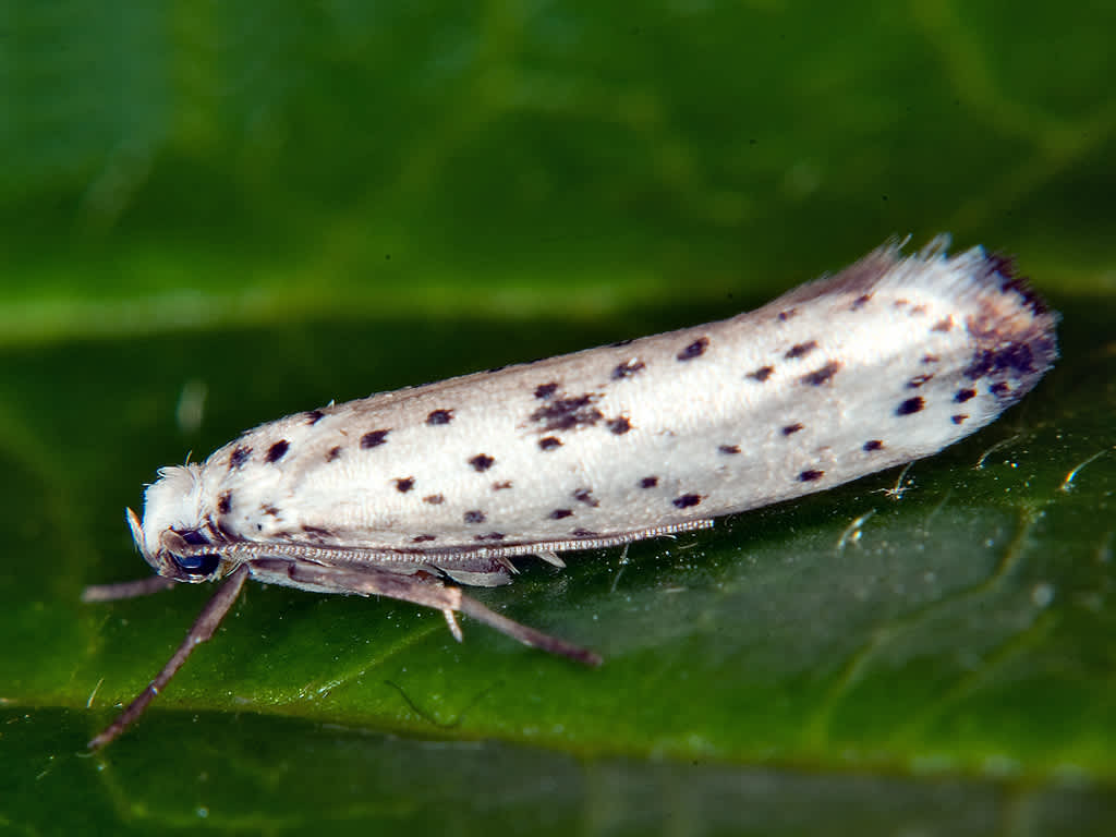 Black-tipped Ermine (Yponomeuta plumbella) photographed in Somerset by John Bebbington