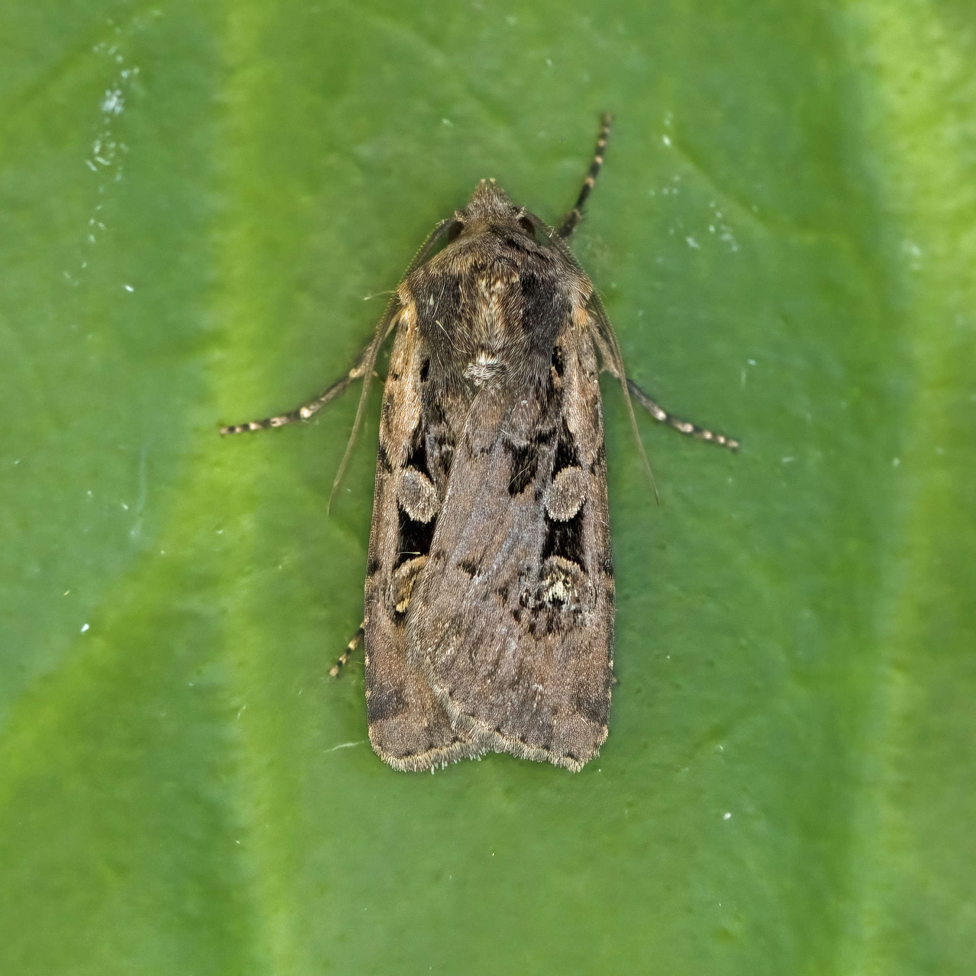 Square-spot Dart (Euxoa obelisca) photographed in Somerset by Nigel Voaden