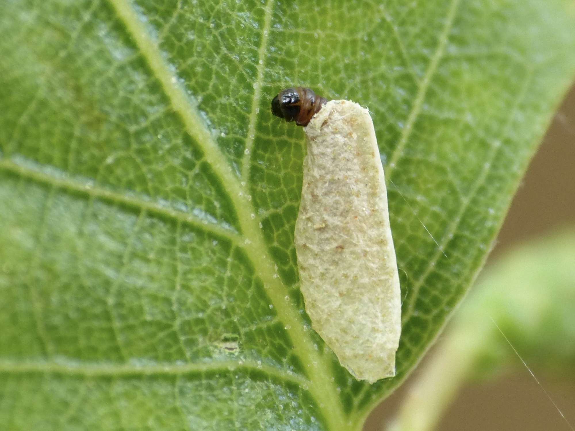 Common Case-bearer (Coleophora serratella) photographed in Somerset by Paul Wilkins