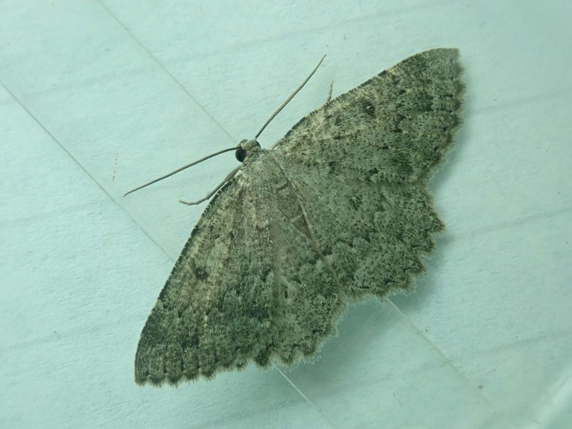 The Annulet (Charissa obscurata) photographed in Somerset by Christopher Iles