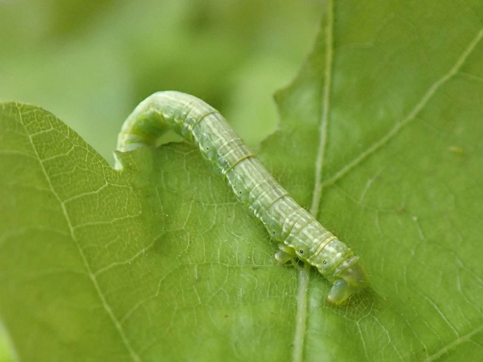 March Moth (Alsophila aescularia) photographed in Somerset by Christopher Iles