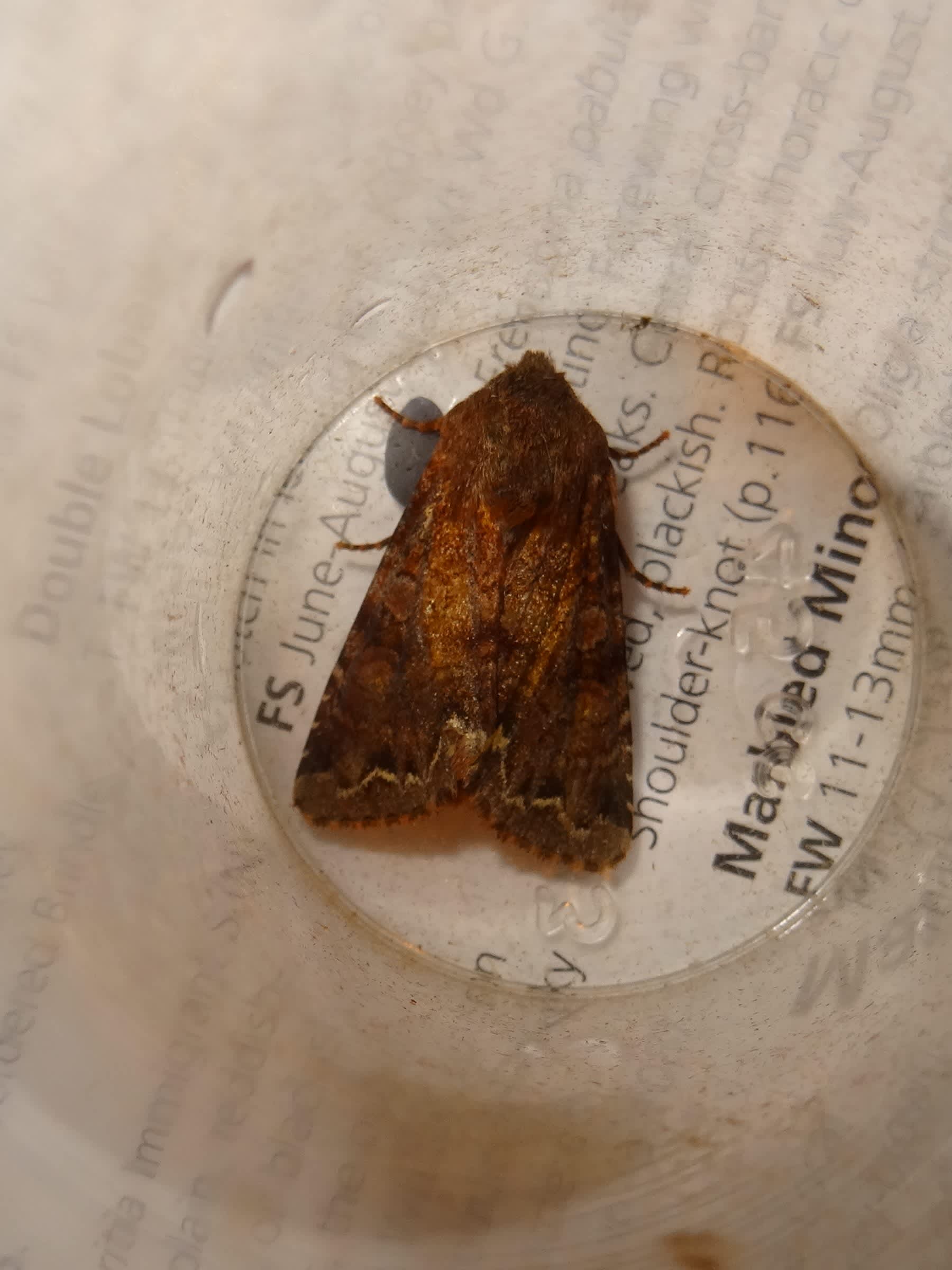 Broom Moth (Ceramica pisi) photographed in Somerset by Christopher Iles