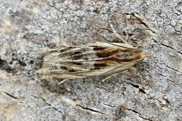 Hoary Bell (Eucosma cana) photographed in Somerset by Sue Davies