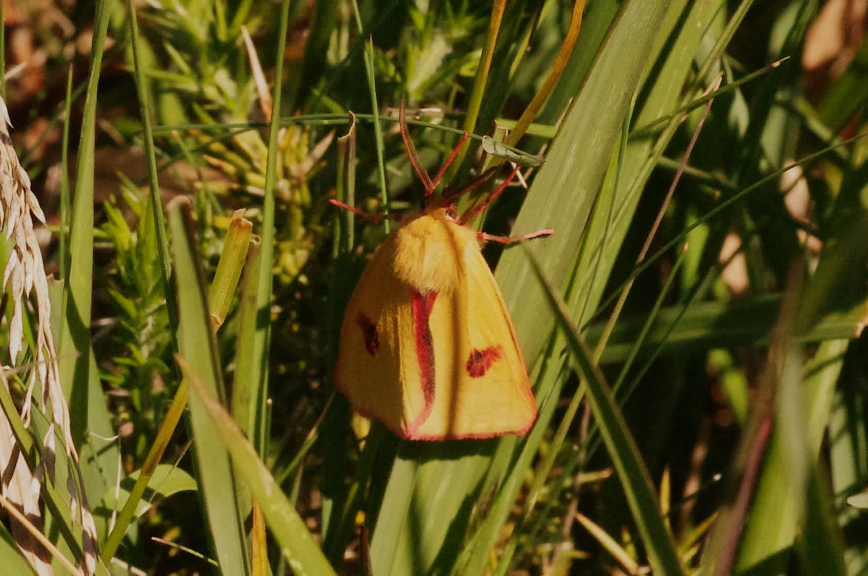 Clouded Buff (Diacrisia sannio) photographed in Somerset by John Connolly