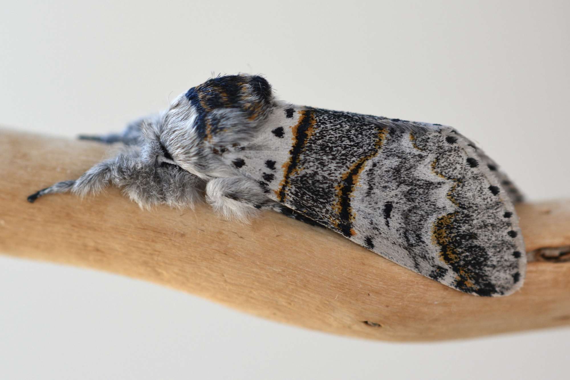 Poplar Kitten (Furcula bifida) photographed in Somerset by Sue Davies