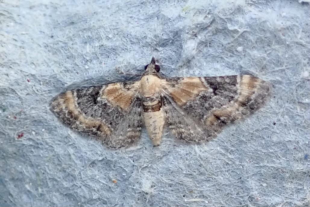 Toadflax Pug (Eupithecia linariata) photographed in Somerset by Sue Davies