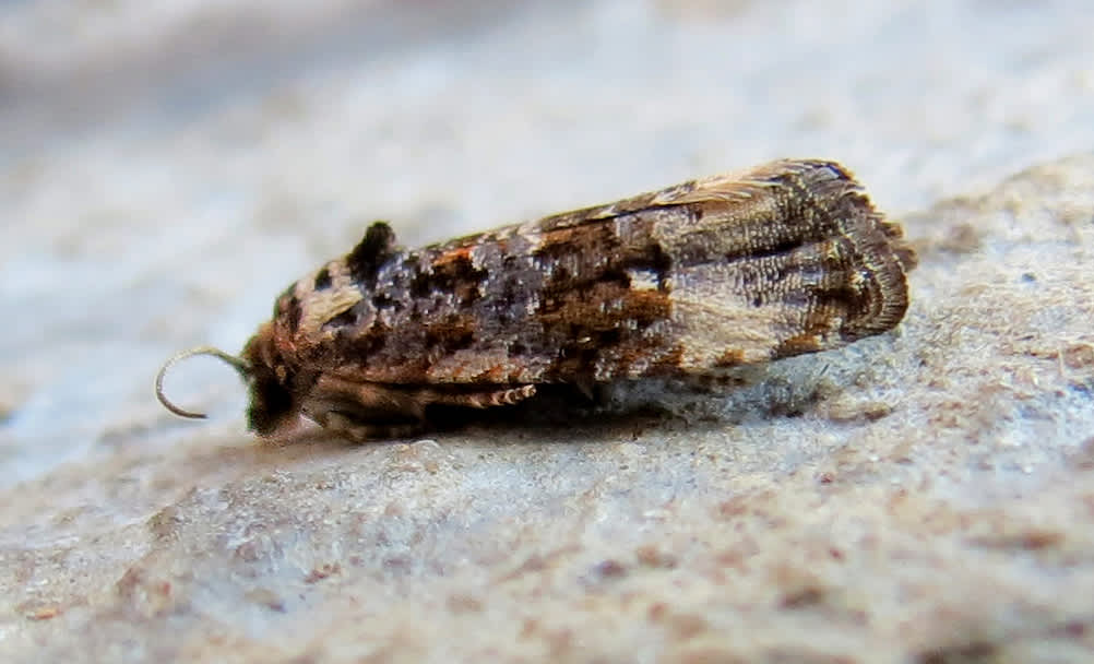 Bordered Marble (Endothenia marginana) photographed in Somerset by Steve Chapple