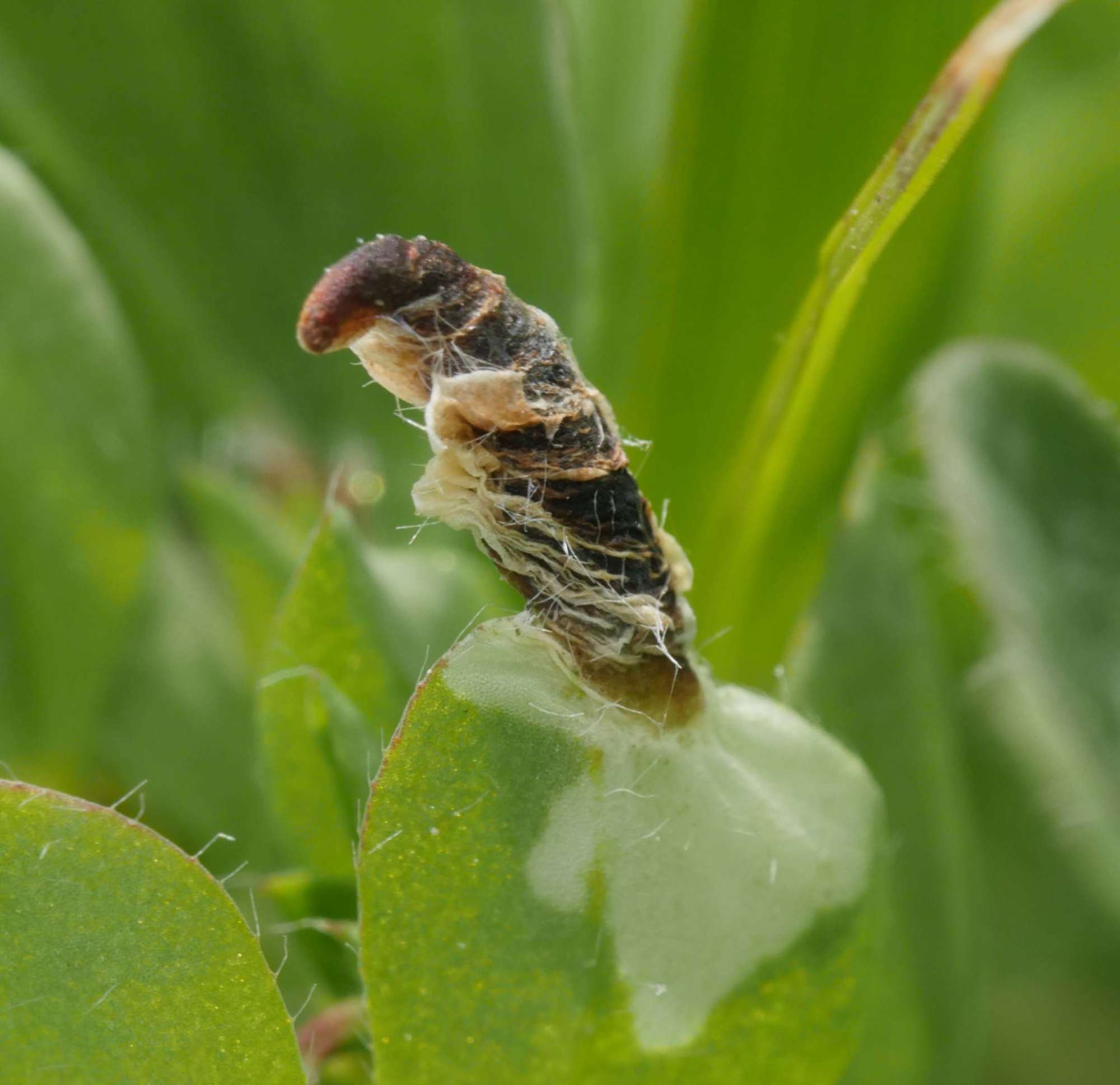 Lotus Case-bearer (Coleophora discordella) photographed in Somerset by Jenny Vickers