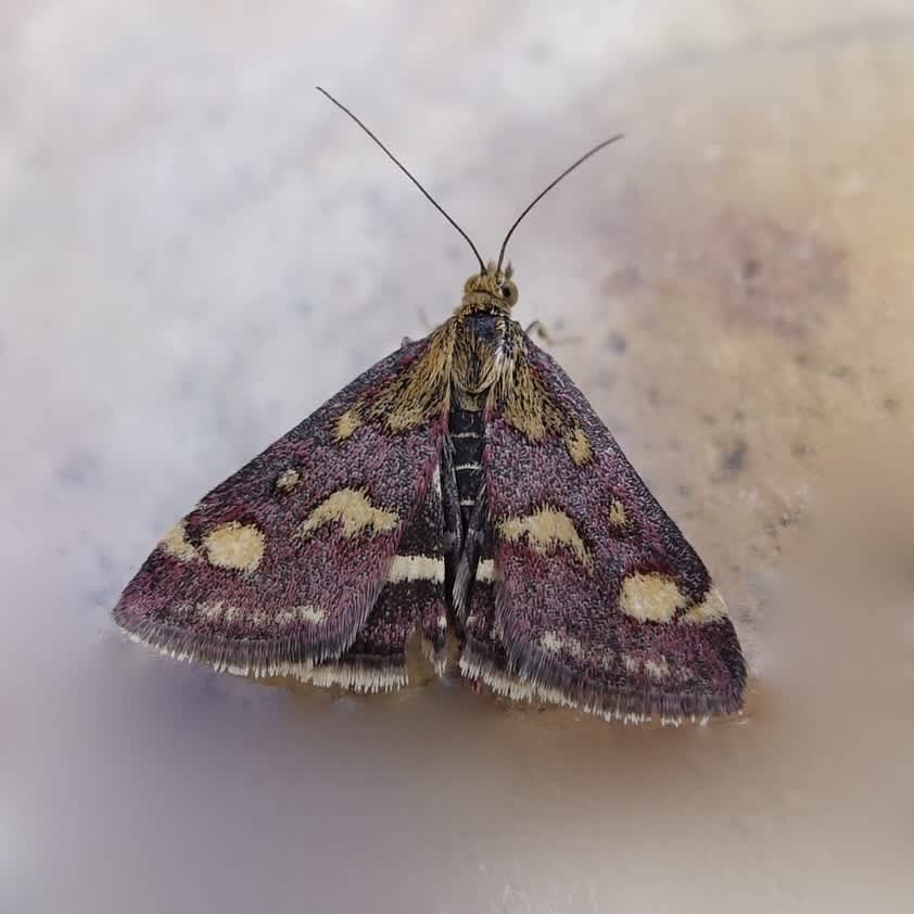 Common Purple & Gold (Pyrausta purpuralis) photographed in Somerset by Sue Davies