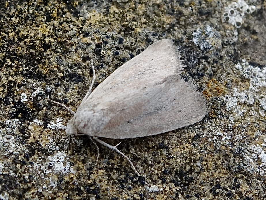 Small Rufous (Coenobia rufa) photographed in Somerset by Sue Davies