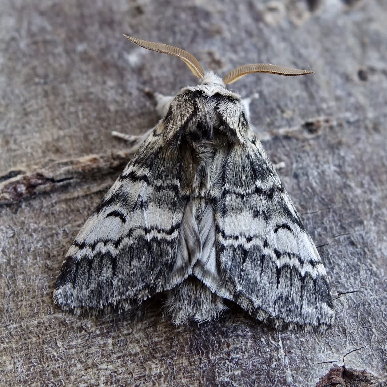 Lunar Marbled Brown (Drymonia ruficornis) photographed in Somerset by Sue Davies