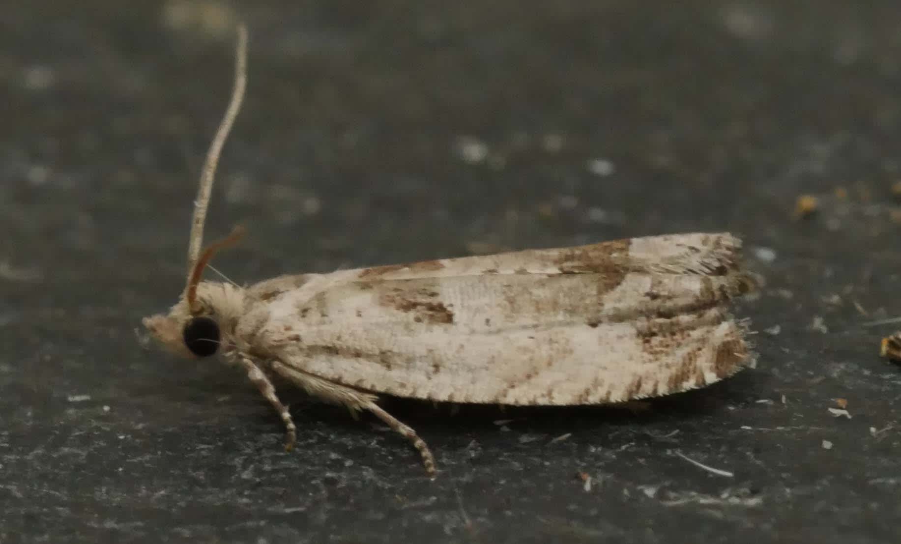Small Birch Bell (Epinotia ramella) photographed in Somerset by Jenny Vickers