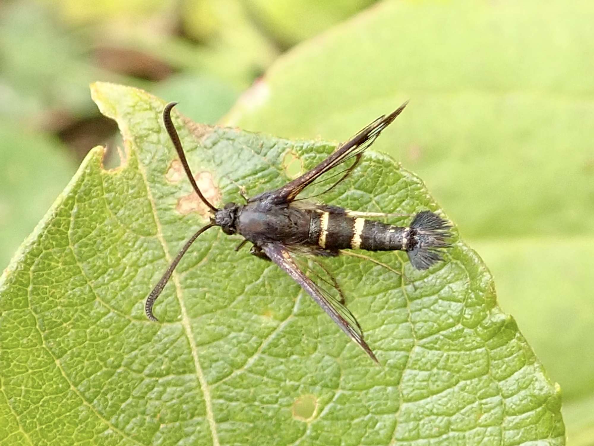 Sallow Clearwing (Synanthedon flaviventris) photographed in Somerset by Sue Davies