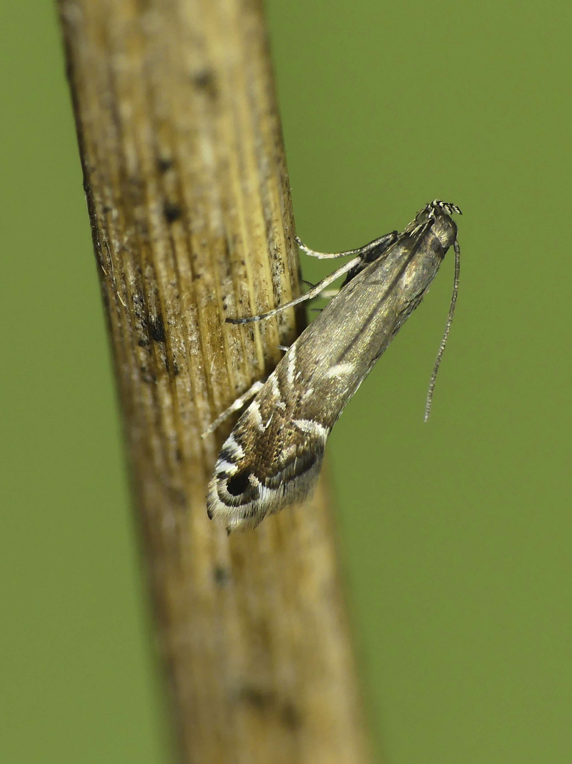 Cocksfoot Moth (Glyphipterix simpliciella) photographed in Somerset by Paul Wilkins