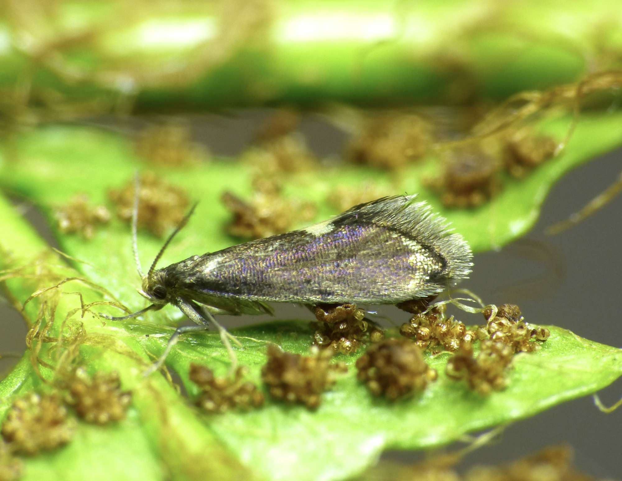 Fern Smut (Psychoides filicivora) photographed in Somerset by Paul Wilkins