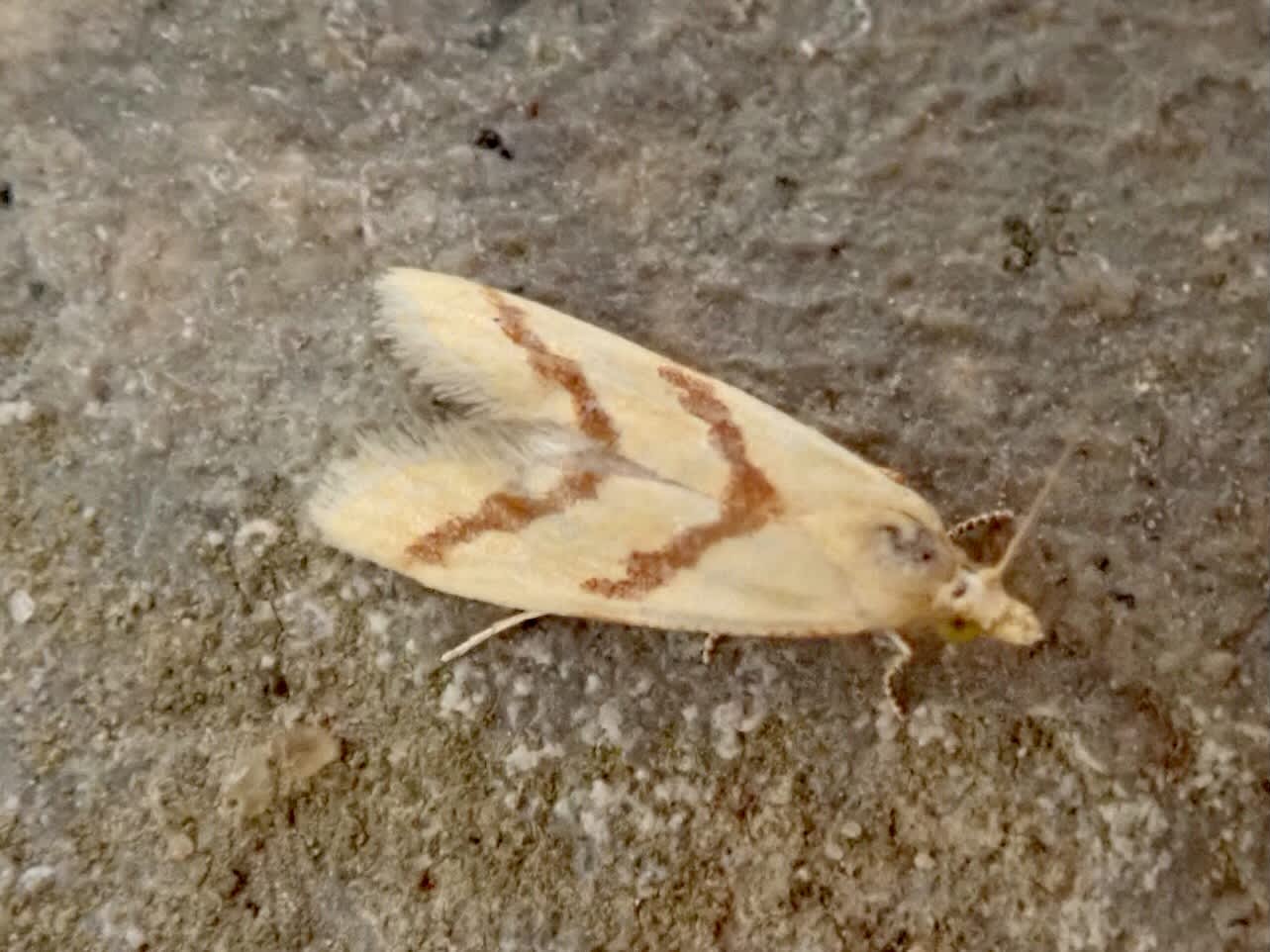 Long-barred Yellow Conch (Aethes francillana) photographed in Somerset by Sue Davies