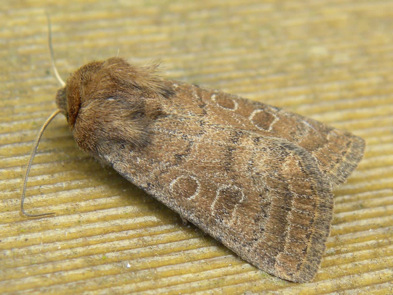 The Rustic (Hoplodrina blanda) photographed in Somerset by Sue Davies