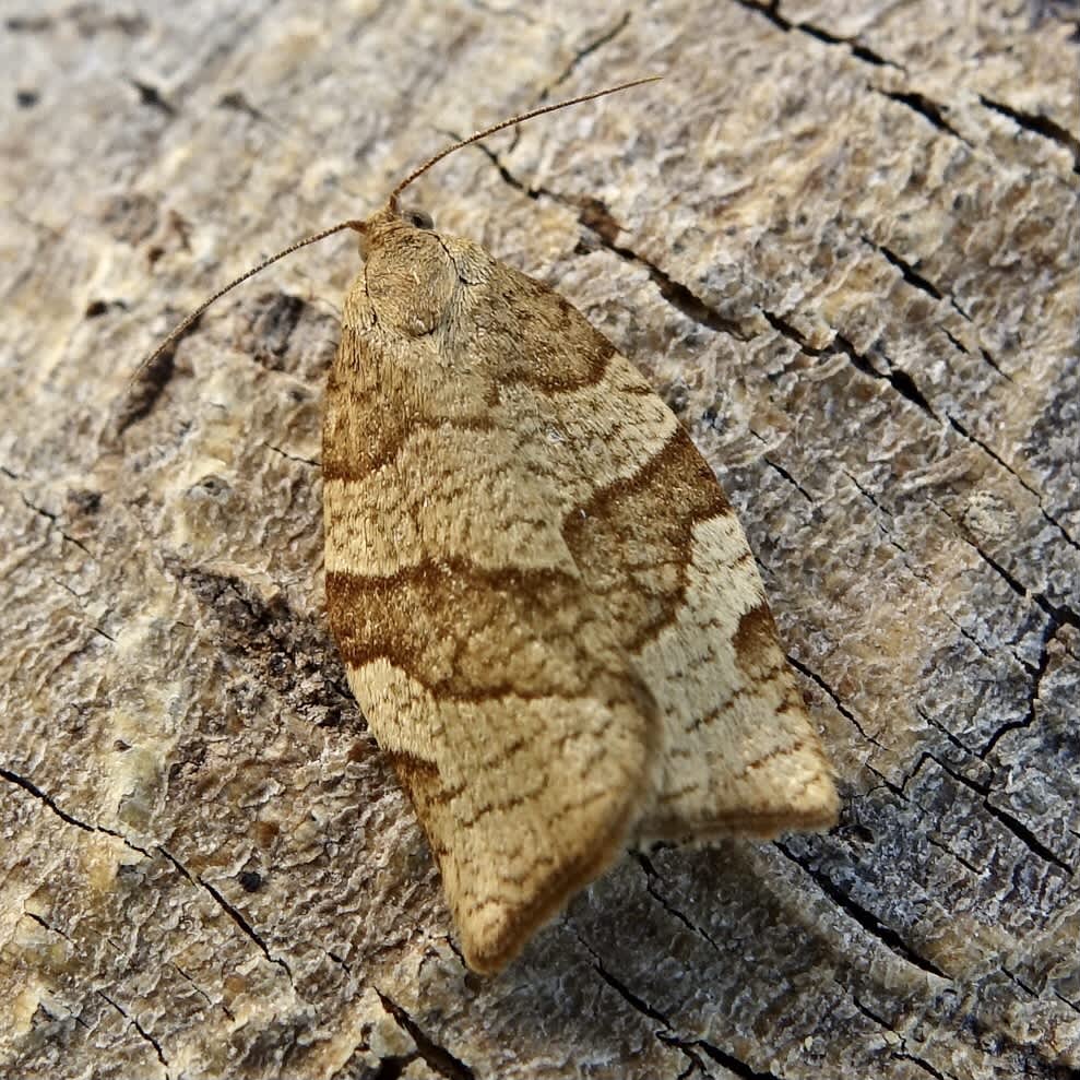 Barred Fruit-tree Tortrix (Pandemis cerasana) photographed in Somerset by Sue Davies