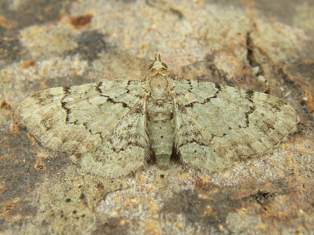 Green Pug (Pasiphila rectangulata) photographed in Somerset by Sue Davies