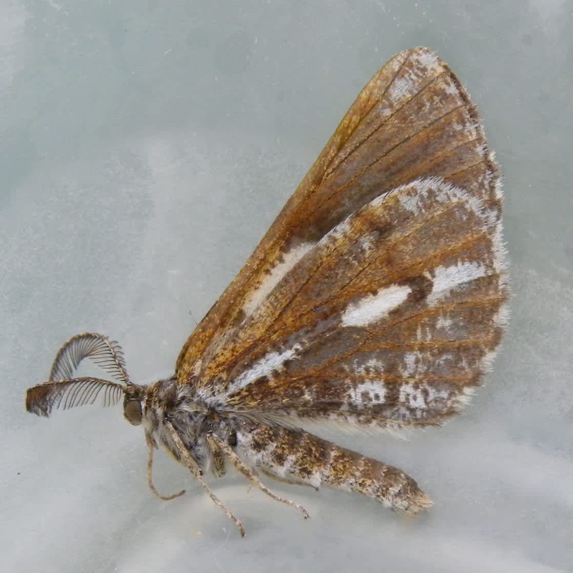 Bordered White (Bupalus piniaria) photographed in Somerset by Sue Davies