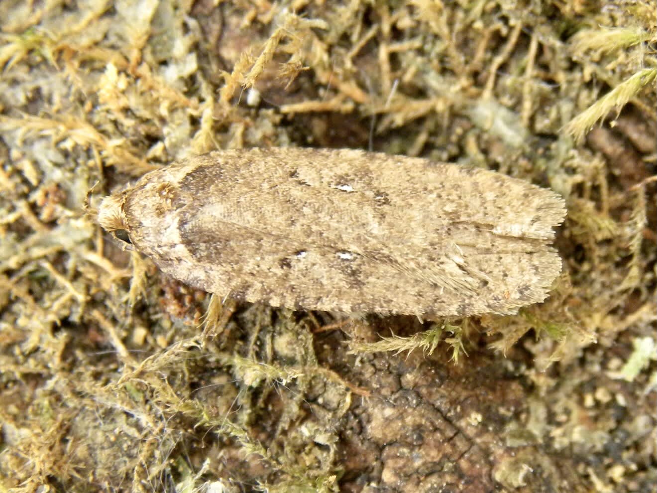 Common Flat-body (Agonopterix heracliana) photographed in Somerset by Sue Davies