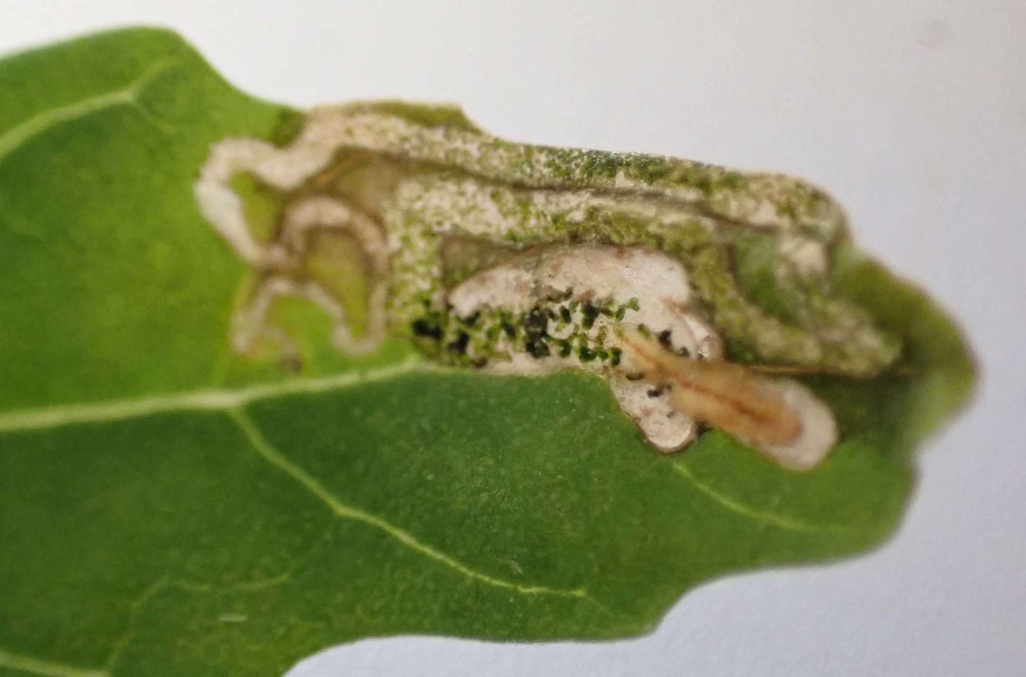 Flame Crest (Chrysoesthia drurella) photographed in Somerset by Jenny Vickers