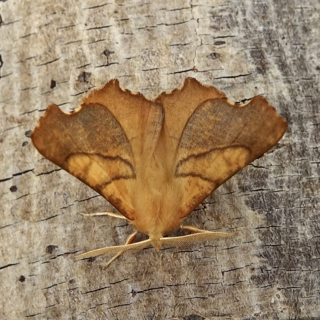 Dusky Thorn (Ennomos fuscantaria) photographed in Somerset by Sue Davies