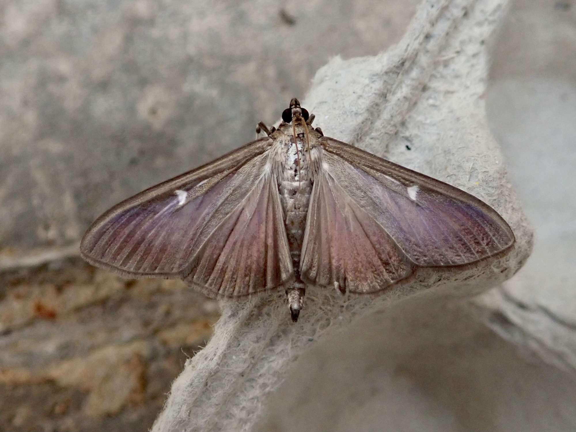 Box-tree Moth (Cydalima perspectalis) photographed in Somerset by Sue Davies