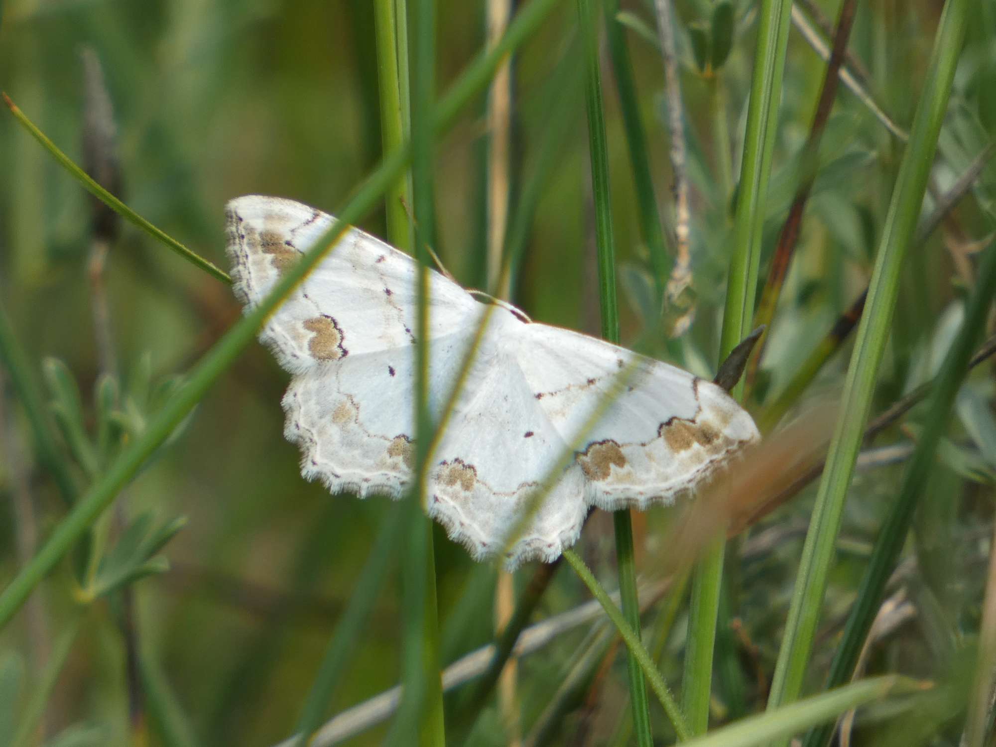 Lace Border (Scopula ornata) photographed in Somerset by Christopher Iles