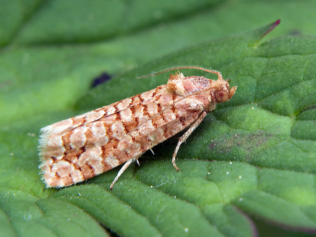 Orange Pine Tortrix (Lozotaeniodes formosana) photographed in Somerset by John Bebbington