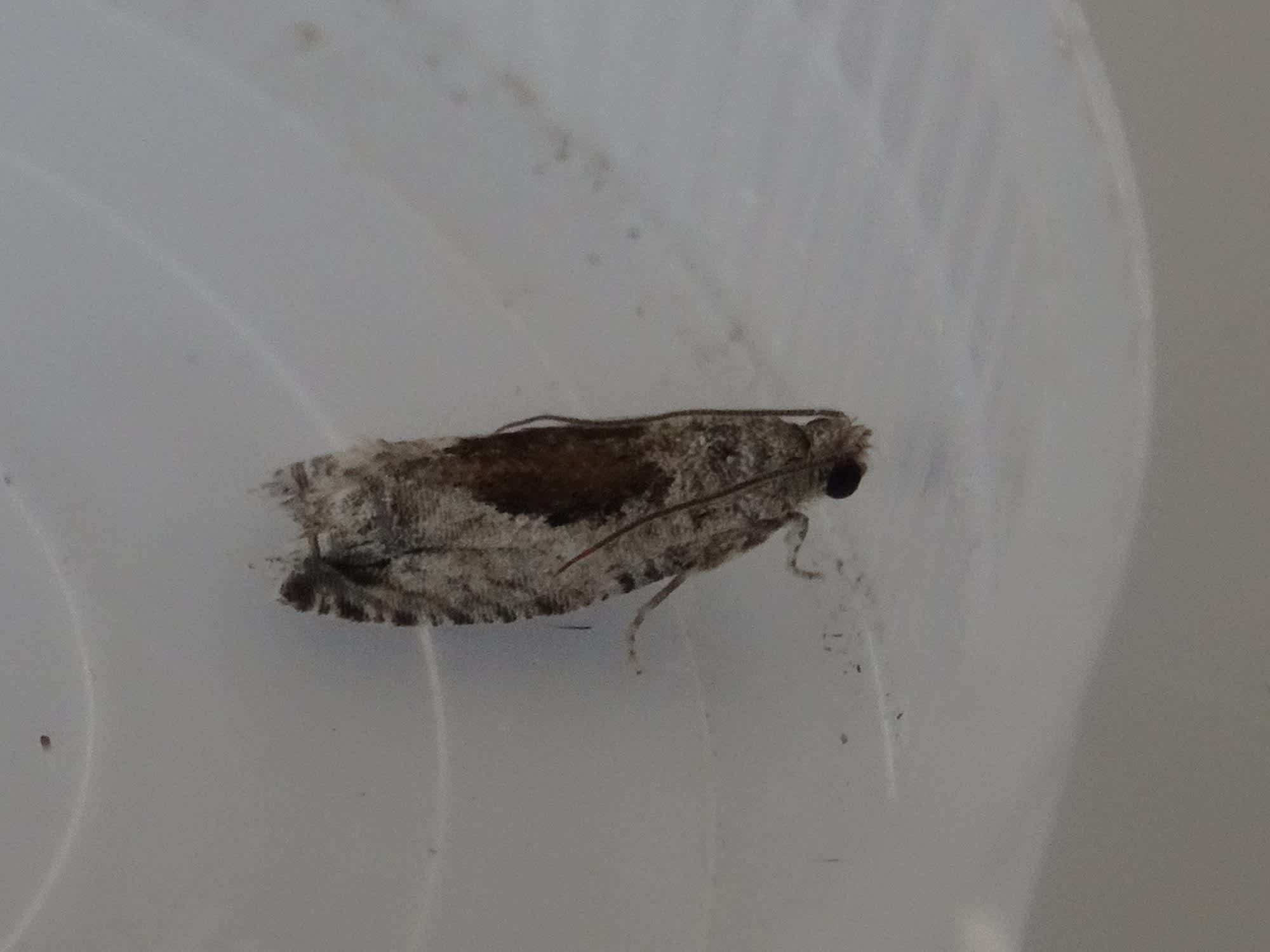 Grey Poplar Bell (Epinotia nisella) photographed in Somerset by Christopher Iles