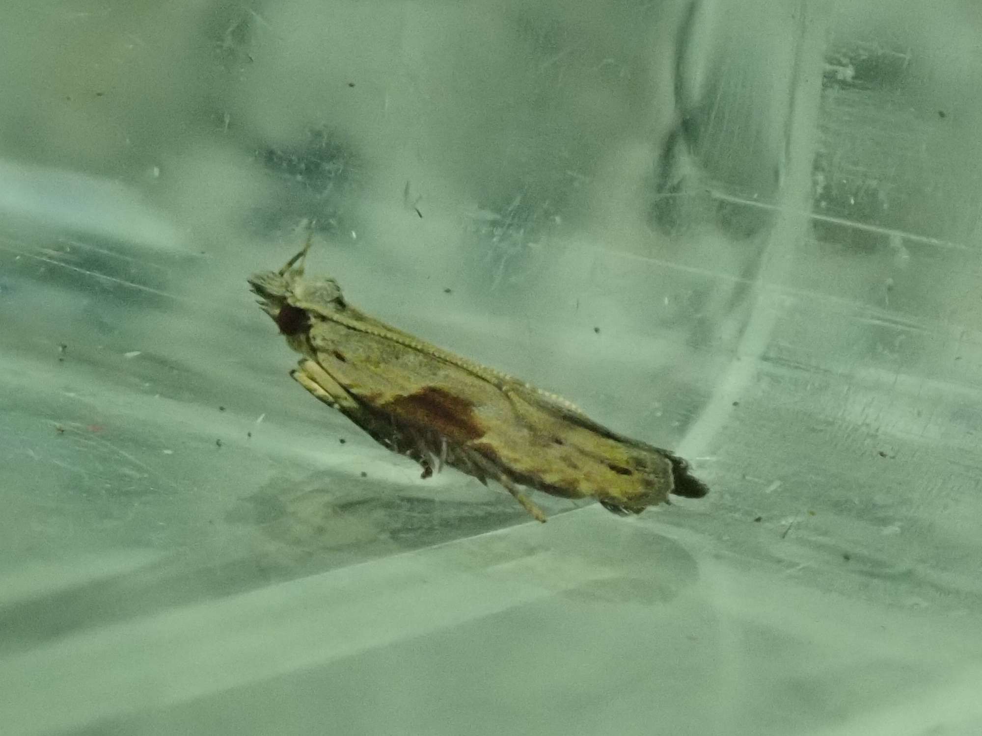 Square-spot Sober (Hypatima rhomboidella) photographed in Somerset by Christopher Iles