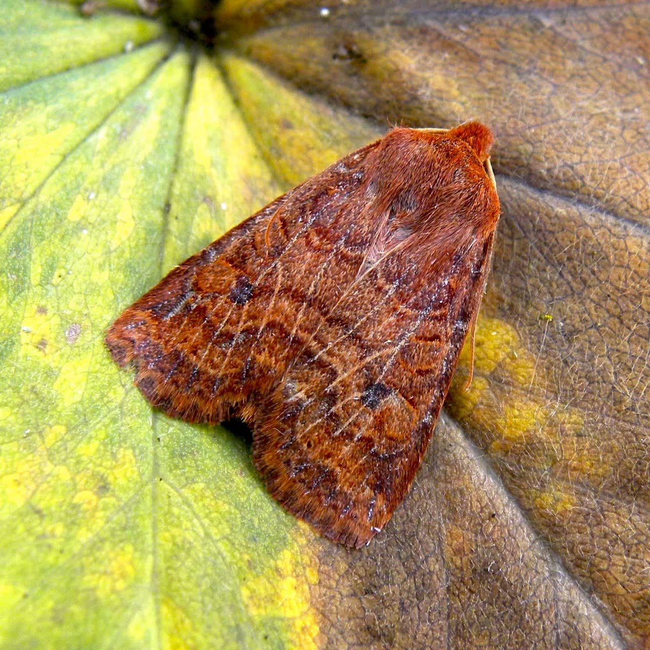 The Chestnut (Conistra vaccinii) photographed in Somerset by Sue Davies