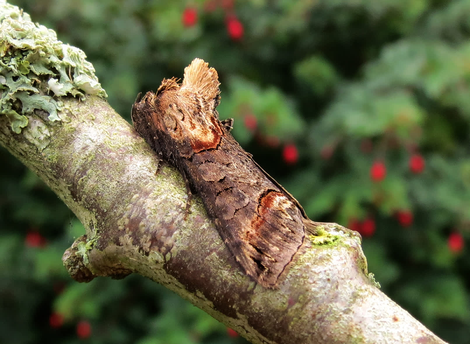 Dark Spectacle (Abrostola triplasia) photographed in Somerset by Steve Chapple