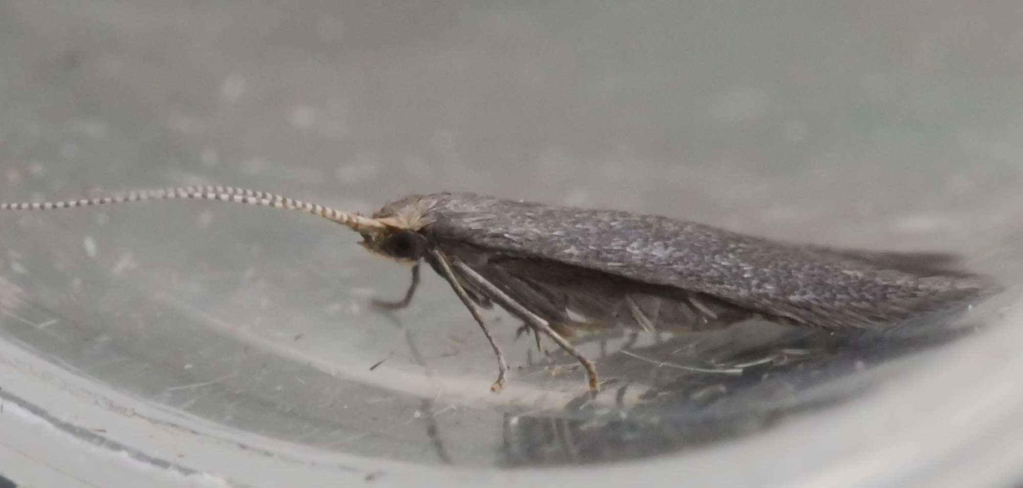 Blackthorn Case-bearer (Coleophora coracipennella) photographed in Somerset by Jenny Vickers