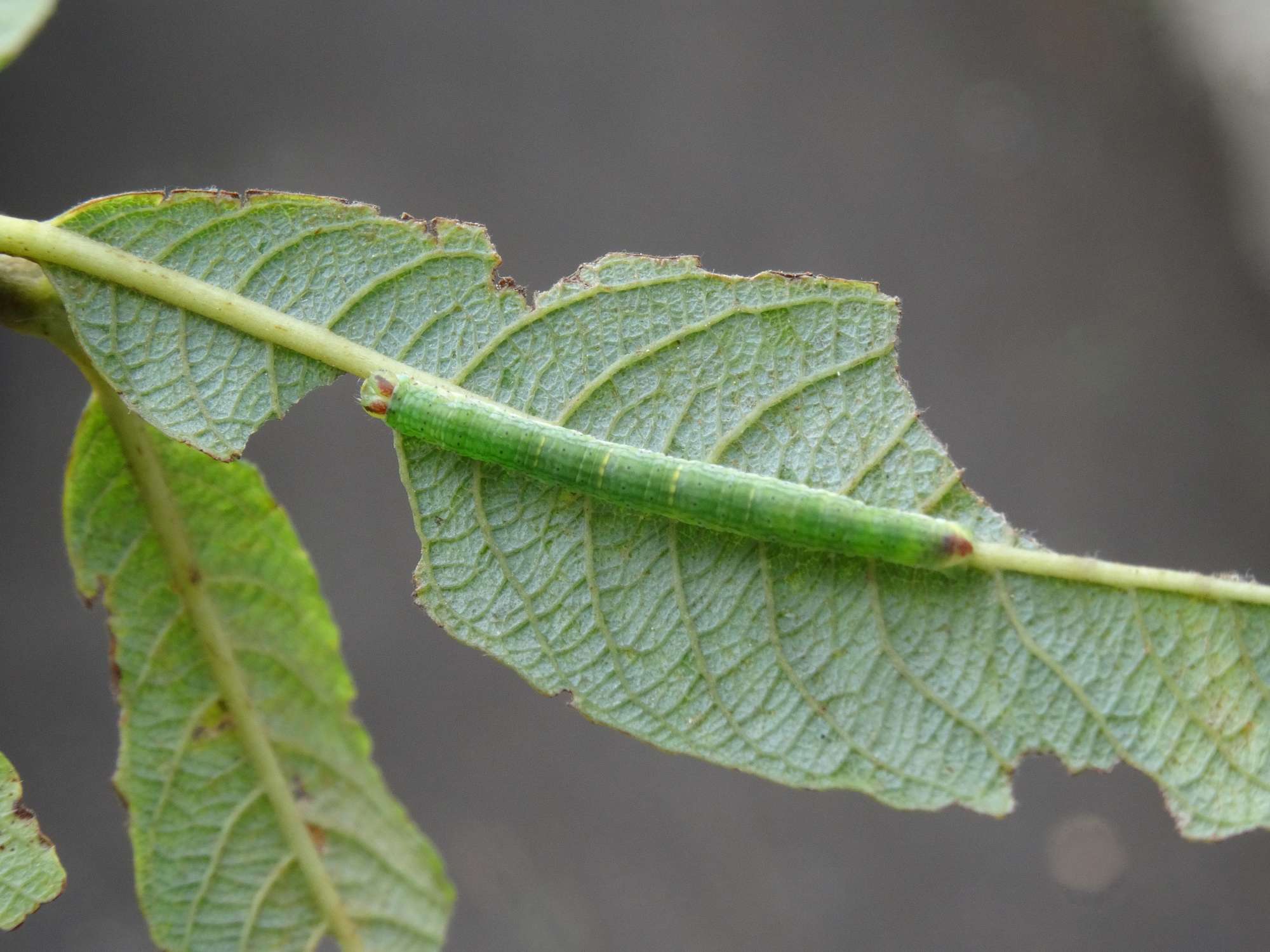 Clouded Border (Lomaspilis marginata) photographed in Somerset by Christopher Iles