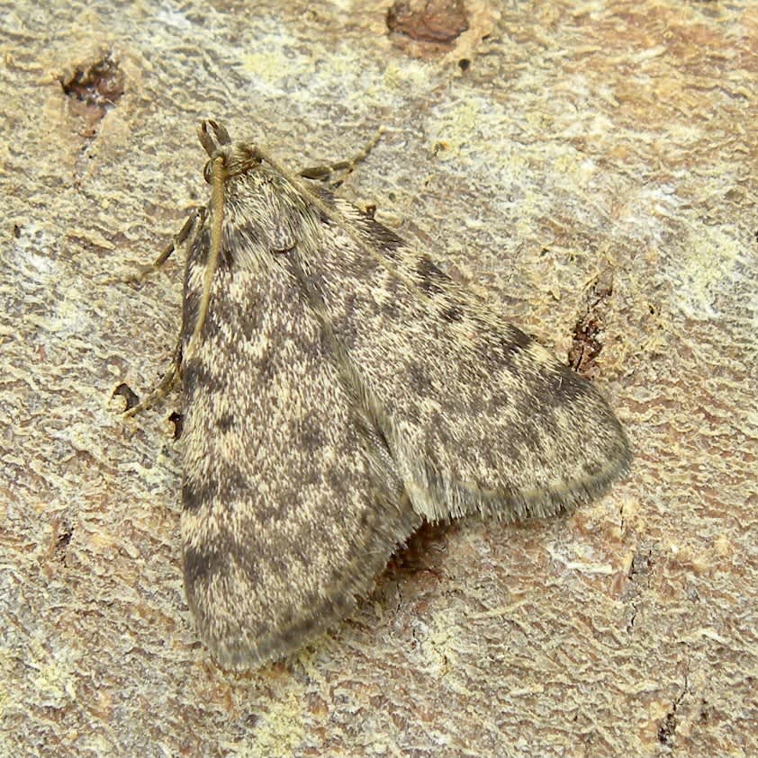 Large Tabby (Aglossa pinguinalis) photographed in Somerset by Sue Davies