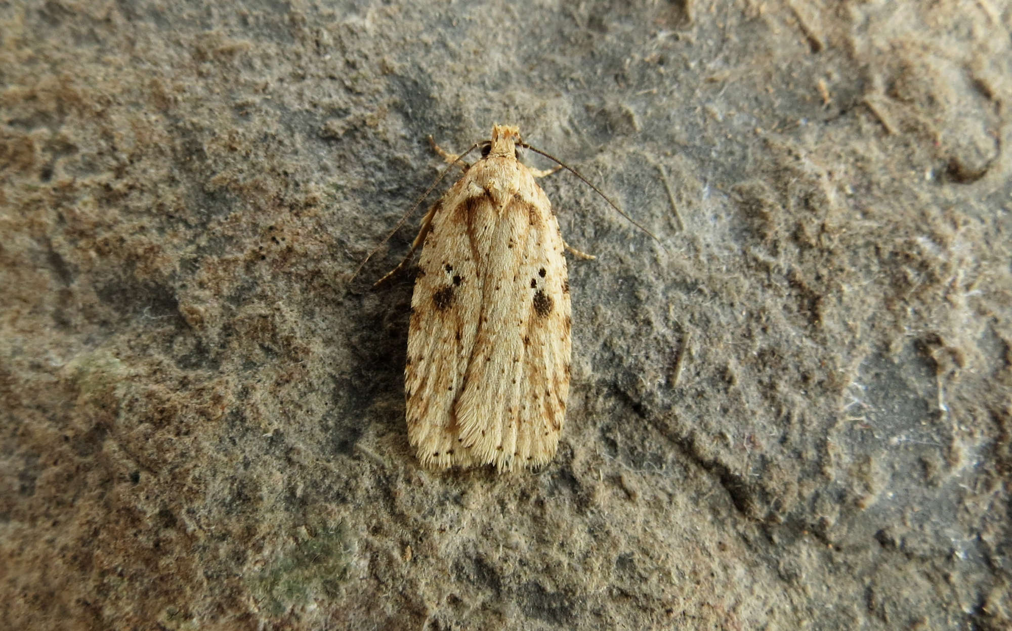 Brindled Flat-body (Agonopterix arenella) photographed in Somerset by Steve Chapple