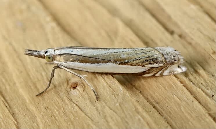 Inlaid Grass-veneer (Crambus pascuella) photographed in Somerset by Sue Davies