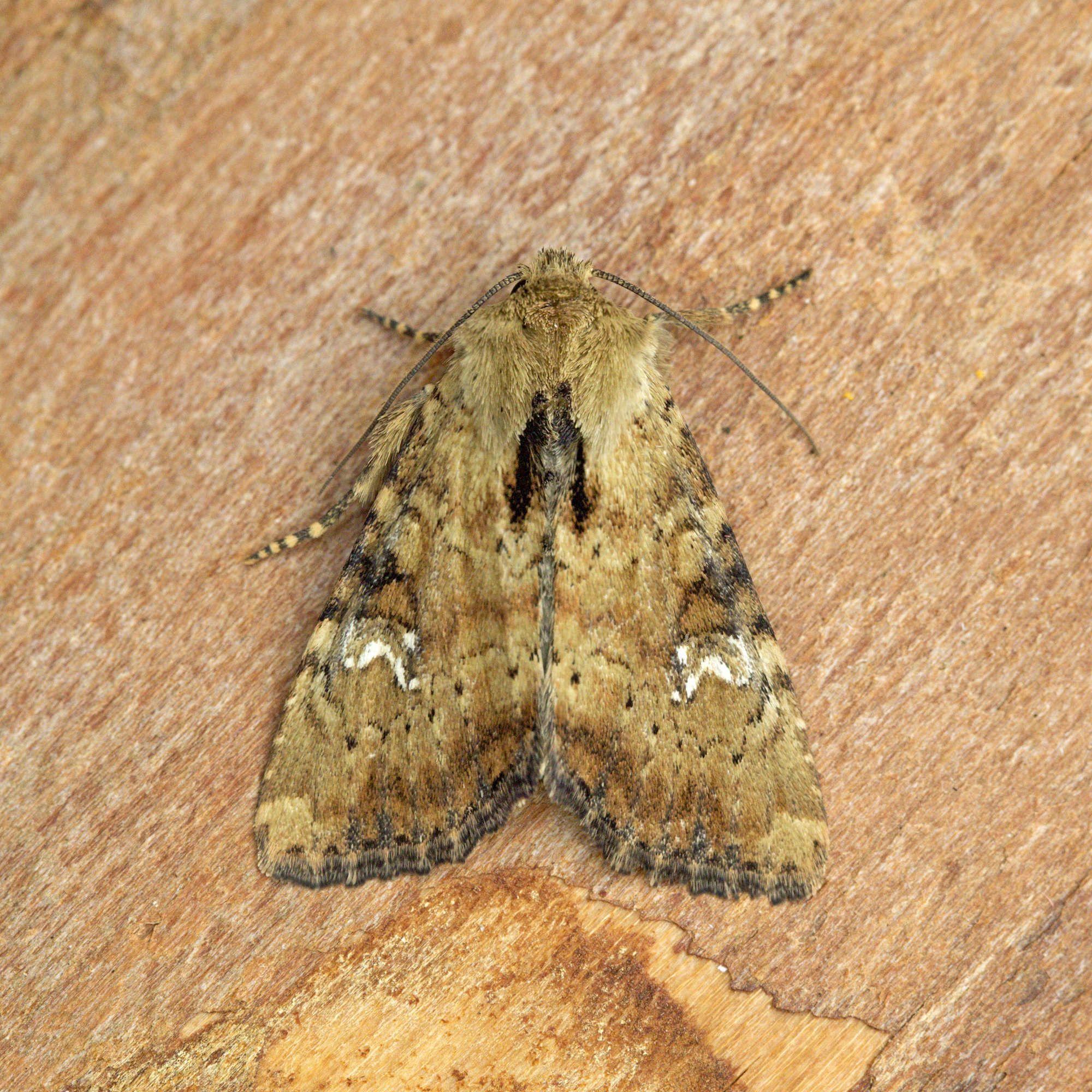 Slender Brindle (Apamea scolopacina) photographed in Somerset by Nigel Voaden