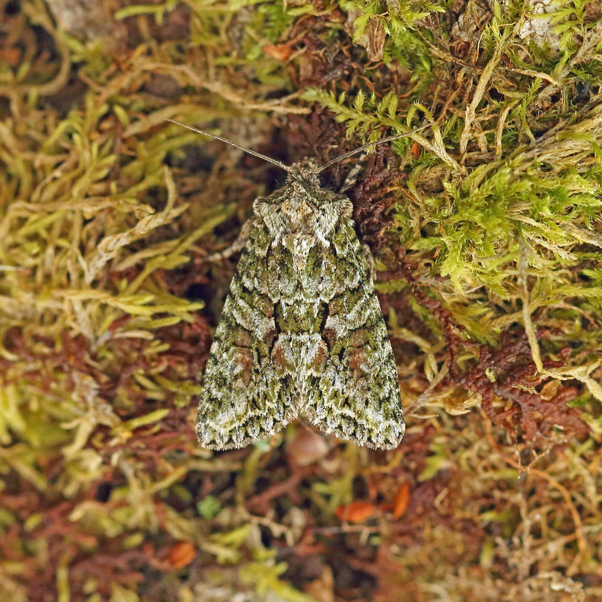 Brindled Green (Dryobotodes eremita) photographed in Somerset by Nigel Voaden