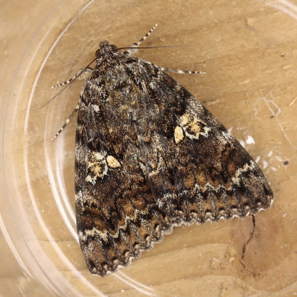 Dark Crimson Underwing (Catocala sponsa) photographed in Somerset by Barrie Widden