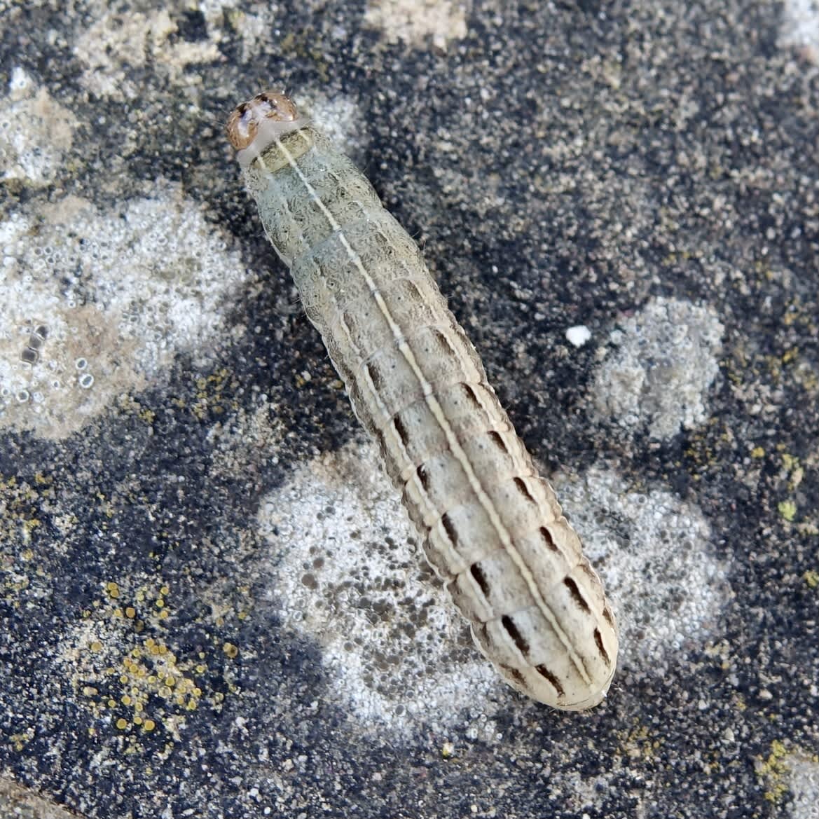 Large Yellow Underwing (Noctua pronuba) photographed in Somerset by Sue Davies